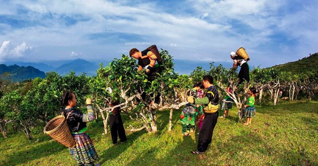 Lễ hội chè: Không gian bảo tồn và phát triển bản sắc văn hóa trà Việt - Ảnh 2