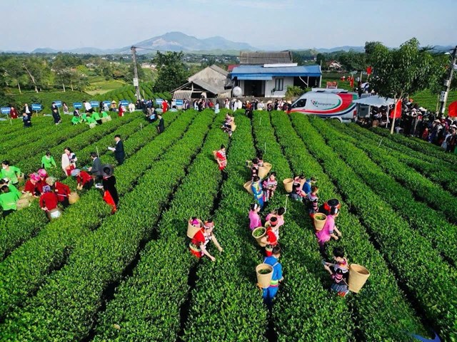 Lễ hội chè: Không gian bảo tồn và phát triển bản sắc văn hóa trà Việt - Ảnh 1