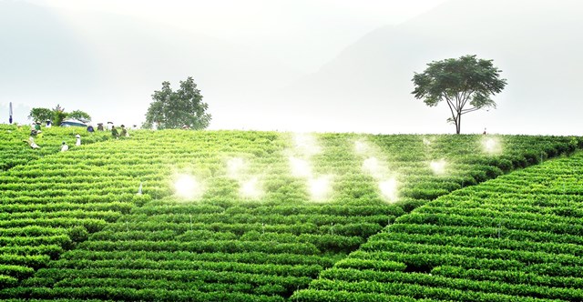 Vùng nguyên liệu đạt chuẩn - “Chìa khóa” để nông sản đi xa - Ảnh 1