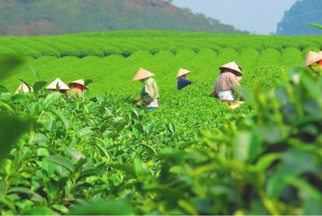 Sản lượng chè xuất khẩu ổn định trong 4 tháng đầu năm - Ảnh 1