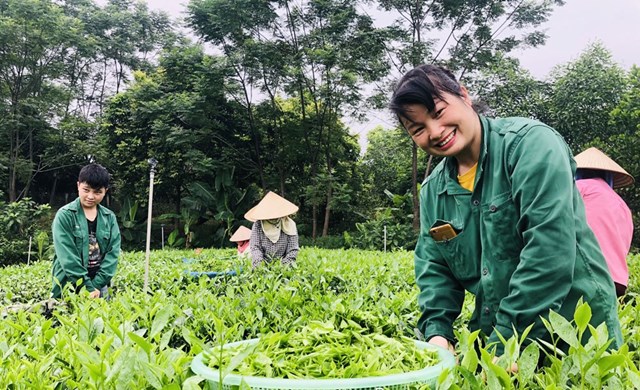 Bảo vệ “hương vị xứ tr&#224;” – Hướng tới thương hiệu tr&#224; quốc gia - Ảnh 1