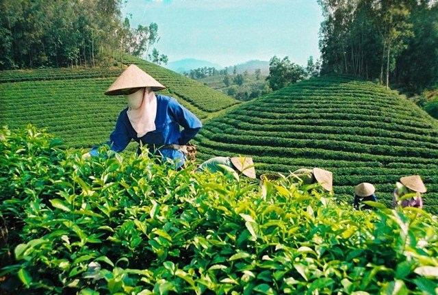Bảo vệ “hương vị xứ tr&#224;” – Hướng tới thương hiệu tr&#224; quốc gia - Ảnh 2