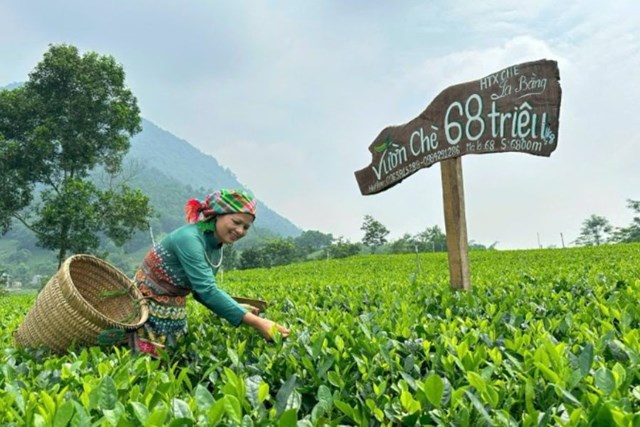 Khám phá du lịch trà Việt, hành trình đi qua hương vị và ký ức - Ảnh 1