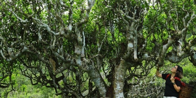 Khám phá du lịch trà Việt, hành trình đi qua hương vị và ký ức - Ảnh 2