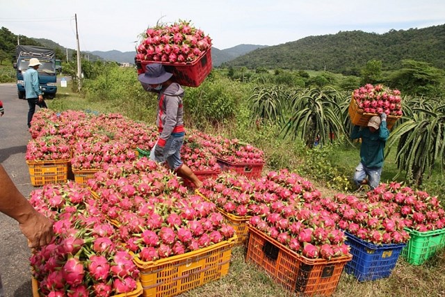 Nhiều dư địa xuất khẩu cho rau quả Việt tại thị trường ch&#226;u &#194;u  - Ảnh 1