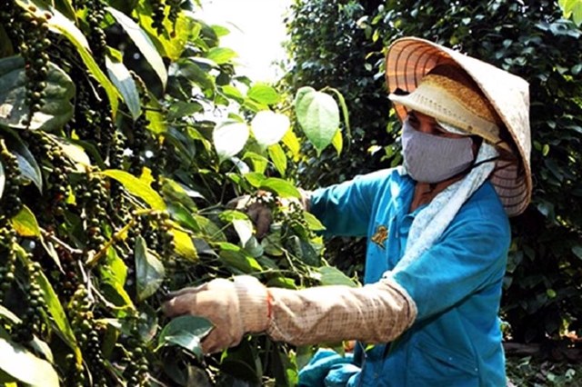 Gi&#225; hạt ti&#234;u Việt Nam tăng mạnh, xuất khẩu “v&#224;ng đen” thu về hơn 500 triệu USD sau 4 th&#225;ng đầu năm 2025 - Ảnh 1