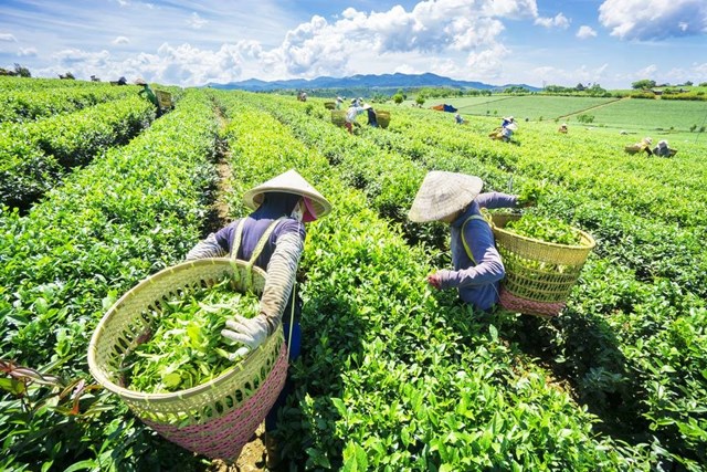 Xuất khẩu chè Việt Nam bước vào cuộc đua nâng chuẩn và tăng giá trị - Ảnh 1