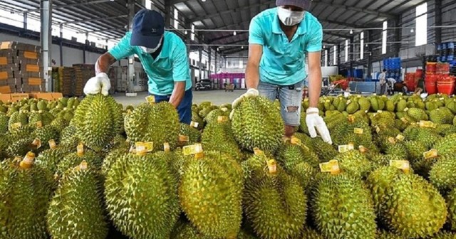 Bộ Nông nghiệp và Môi trường yêu cầu tháo gỡ ách tắc kiểm nghiệm để thúc đẩy xuất khẩu sầu riêng - Ảnh 1