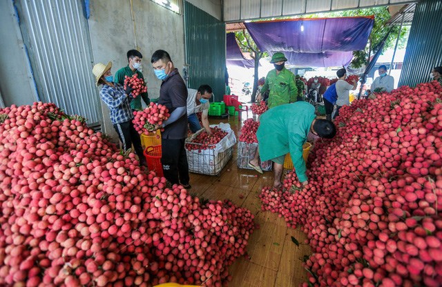 Trung Quốc hiện vẫn l&agrave; thị trường xuất khẩu ch&iacute;nh của quả vải Bắc Giang