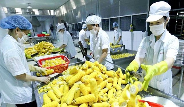 Trung Quốc siết quản lý thực phẩm nhập khẩu, ngành sầu riêng bước vào giai đoạn kiểm soát khắt khe hơn - Ảnh 1