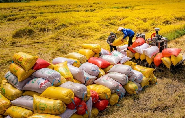 Xuất khẩu gạo mang về hơn 2 tỷ USD - Ảnh 1