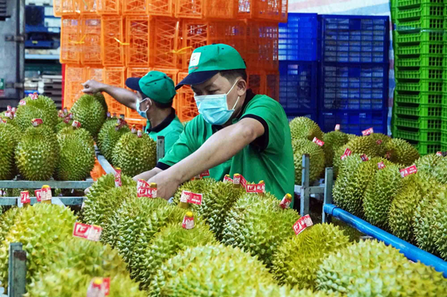 Sầu riêng Việt bước vào chu kỳ tăng trưởng mới - Ảnh 1