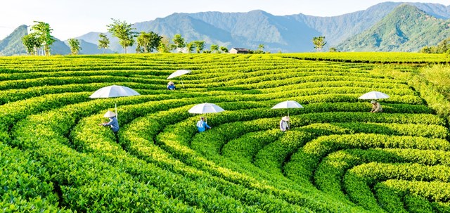 Nâng cao vị thế cây chè trong kinh tế đồ uống - Ảnh 1