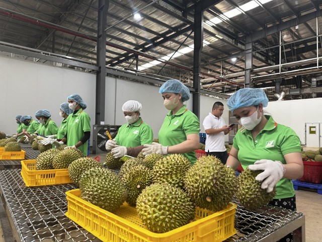 Trung Quốc siết kiểm soát từ 1/6, nông sản Việt đối mặt áp lực chuẩn hóa - Ảnh 2
