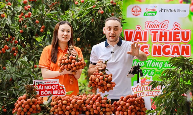 Livestream mở lối tiêu thụ mới cho vải thiều Bắc Ninh - Ảnh 1