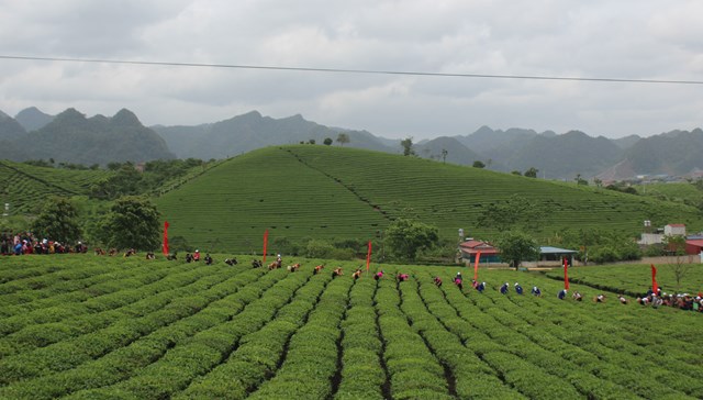 V&ugrave;ng nguy&ecirc;n liệu ch&egrave; tại Mộc Ch&acirc;u, tỉnh Sơn La của Tổng C&ocirc;ng ty Ch&egrave; Việt Nam - CTCP (Vinatea) - Ảnh: Sơn Thủy