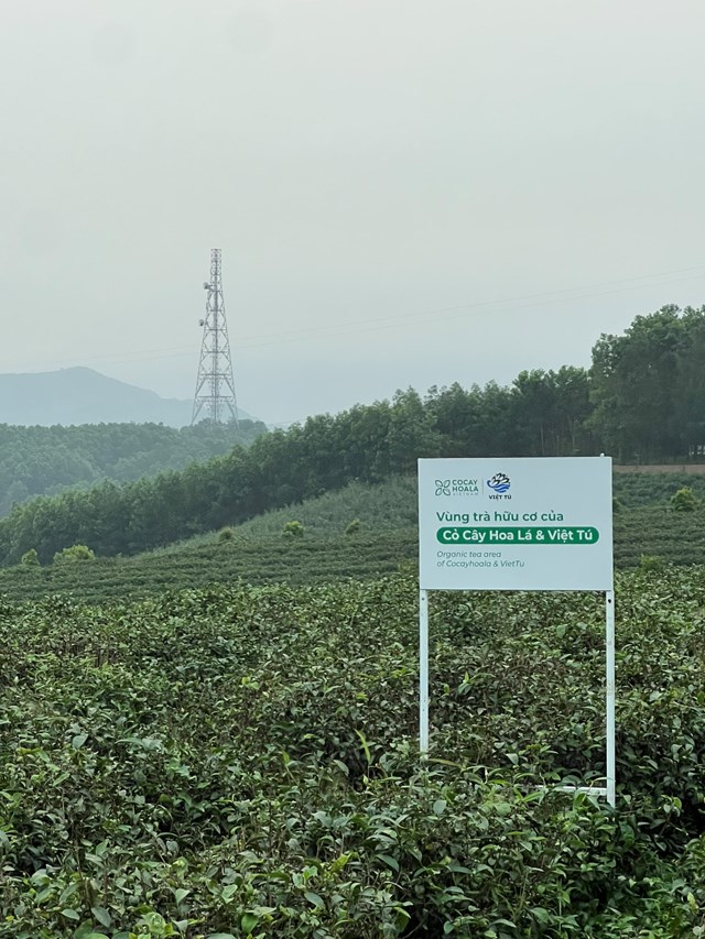 V&ugrave;ng nguy&ecirc;n liệu của tr&agrave; Việt T&uacute; tại x&atilde; Quảng Long, huyện Hải H&agrave;, tỉnh Quảng Ninh.&nbsp;