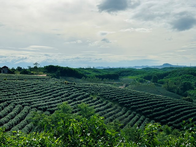 V&#249;ng ch&#232; nguy&#234;n liệu của Thương hiệu tr&#224; Việt T&#250; - Ảnh 4