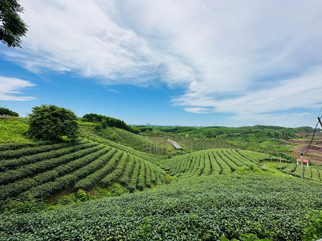 V&#249;ng ch&#232; nguy&#234;n liệu của Thương hiệu tr&#224; Việt T&#250; - Ảnh 2