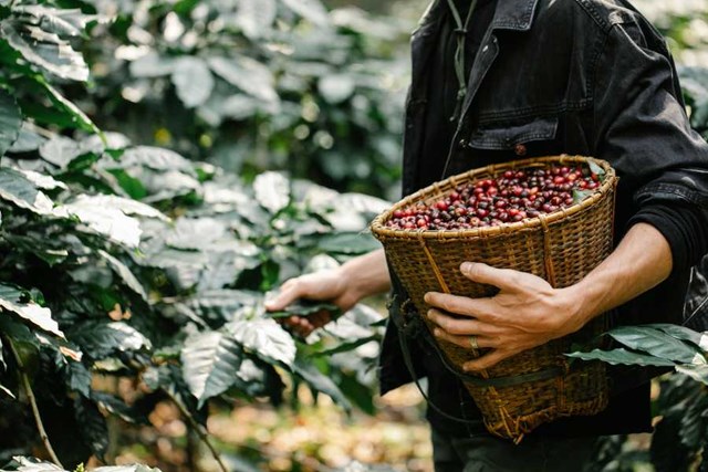 EU lùi áp dụng EUDR đến cuối 2026, nông sản Việt có thêm thời gian thích ứng - Ảnh 2