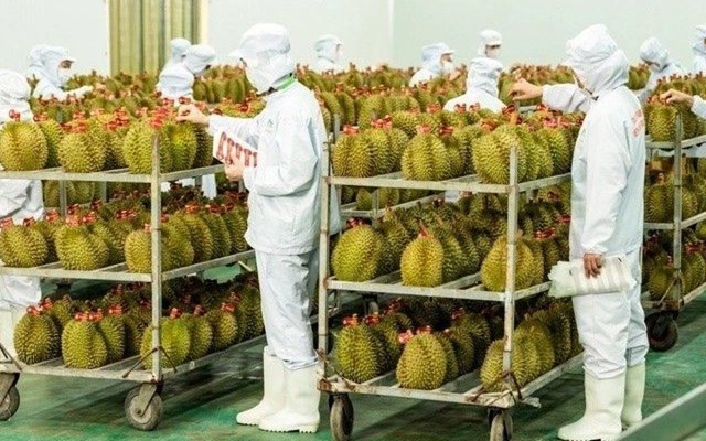 Trung Quốc phê duyệt thêm phòng kiểm nghiệm: Gỡ nút thắt cho xuất khẩu sầu riêng Việt Nam - Ảnh 1