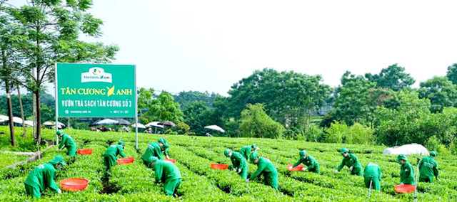 Chuyển đổi số mở đường cho chè Thái Nguyên nâng tầm giá trị - Ảnh 1