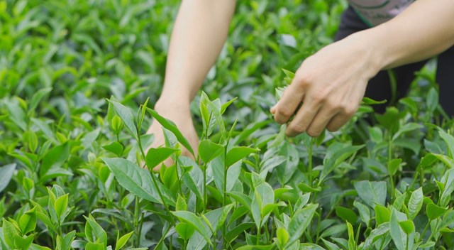 Tr&#224; m&#249;a hạ - Hương vị giao h&#242;a của thi&#234;n nhi&#234;n  - Ảnh 1