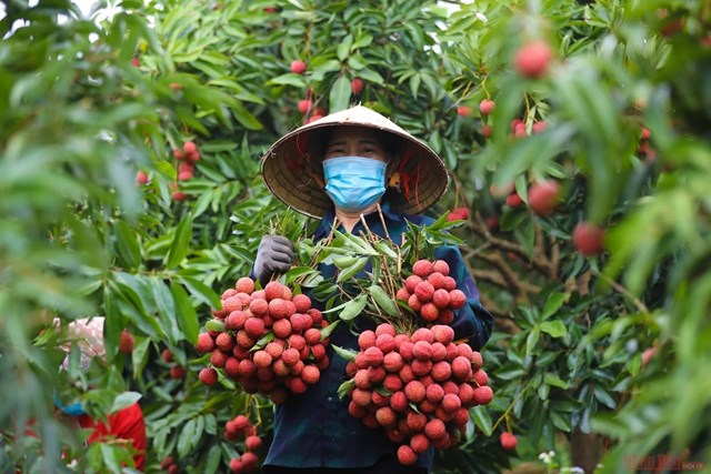 Vải thiều Bắc Ninh vào mùa thắng lớn: Xuất khẩu sang Mỹ thuận lợi, giá bán duy trì ở mức cao - Ảnh 1