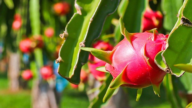 Bản tin Ti&#234;u d&#249;ng 22/6: Ghẹ b&#244;ng đỏ ngập chợ c&#243; gi&#225; rẻ “bất ngờ” - Ảnh 5