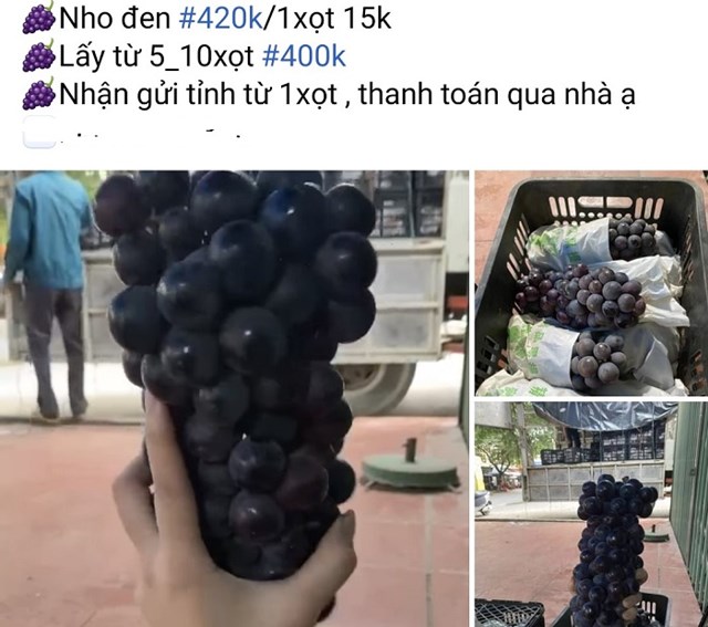 Bản tin Ti&#234;u d&#249;ng 25/6: Nho đen kh&#244;ng hạt b&#225;n đầy chợ mạng với gi&#225; chỉ 40 ngh&#236;n đồng/kg - Ảnh 3