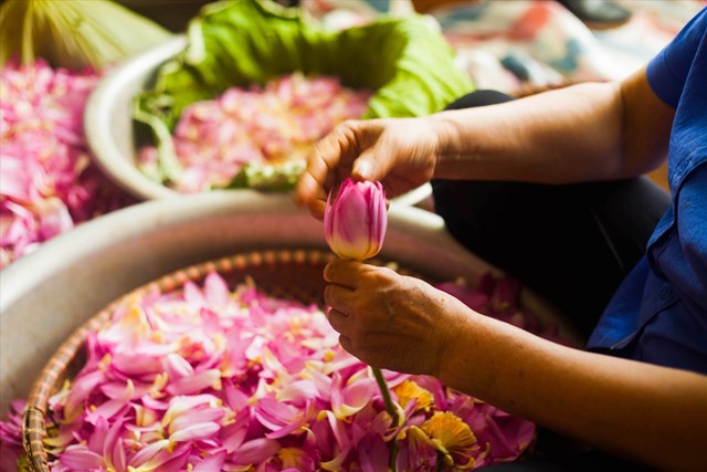 Tinh hoa trà sen qua đôi tay nghệ nhân - Ảnh 1