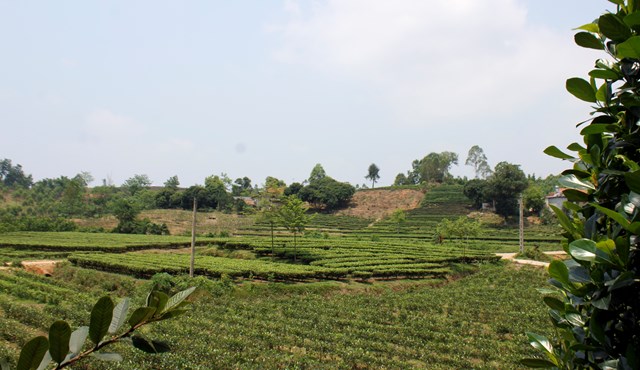 Ch&egrave; l&agrave; c&acirc;y trồng chủ lực ph&aacute;t triển kinh tế tại Bản Ven, Xu&acirc;n Lương, Y&ecirc;n Thế. Ảnh: Sơn Thủy