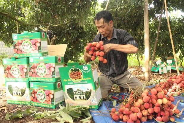 Nhiều tỉnh, th&agrave;nh đang tập trung nguồn lực x&acirc;y dựng thương hiệu n&ocirc;ng sản dựa tr&ecirc;n thế mạnh đặc sản của địa phương m&igrave;nh