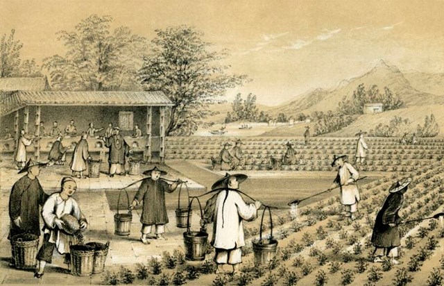 Cuộc chiến giành giống trà: Vì sao nước Anh quyết phá thế độc quyền trà của Trung Quốc? - Ảnh 1