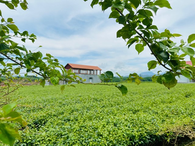 V&ugrave;ng tr&agrave; nguy&ecirc;n liệu Việt T&uacute;&nbsp;