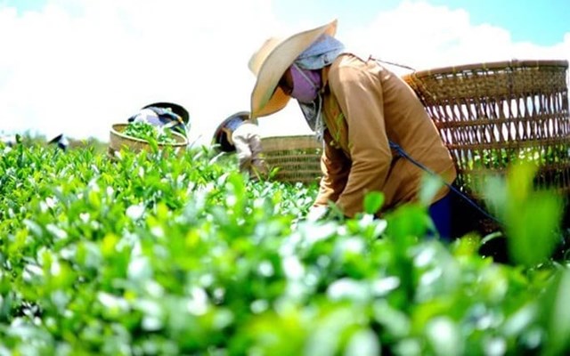 Xuất khẩu ch&#232; Việt Nam: Kỳ vọng phục hồi trong nửa cuối năm 2025 - Ảnh 1