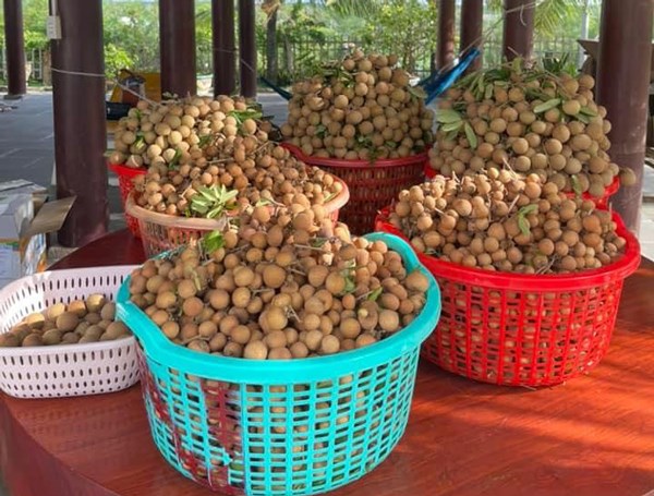 Bản tin Ti&#234;u d&#249;ng 15/7: Hồng t&#225;o Trung Quốc đổ bộ, gi&#225; ch&#225;t vẫn si&#234;u đắt kh&#225;ch - Ảnh 4