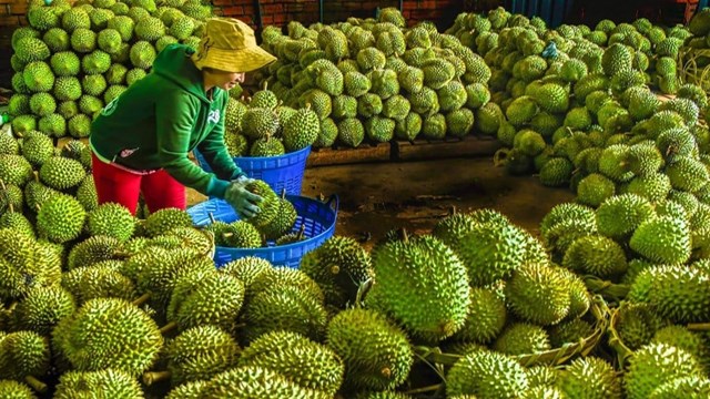 Đề xuất đơn giản hóa thủ tục cấp mã số vùng trồng để thúc đẩy xuất khẩu nông sản - Ảnh 1