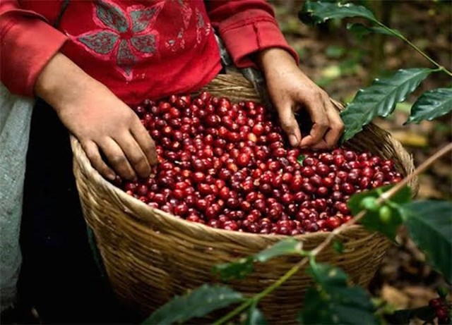 Mỗi lô hàng xuất khẩu sang EU phải có "giấy khai sinh" - Ảnh 1
