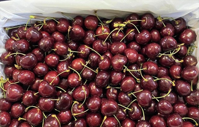 Cherry Mỹ nhập khẩu gi&#225; rẻ chưa từng c&#243; - Ảnh 3