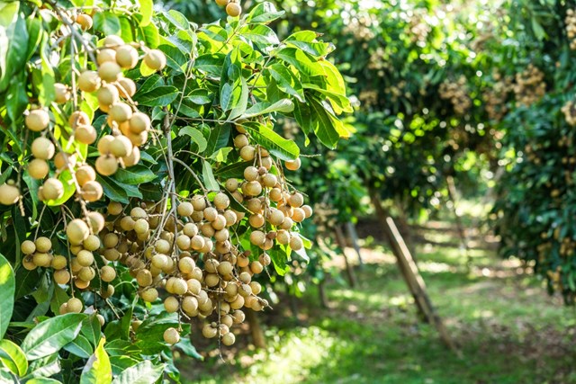 Bản tin Ti&#234;u d&#249;ng: Nh&#227;n Sơn La c&#243; gi&#225; l&#234;n hơn 50.000 đồng/kg - Ảnh 2