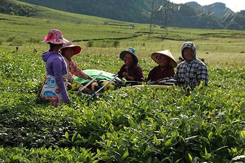 Người d&acirc;n x&atilde; T&acirc;n Linh thu h&aacute;i ch&egrave; an to&agrave;n.