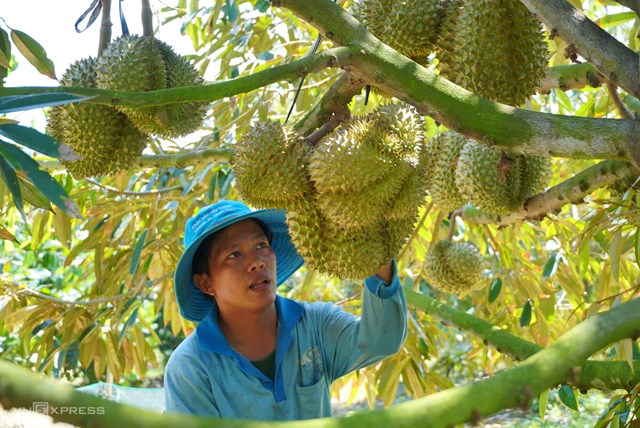 Nhiều nguy cơ tiềm ẩn đối với c&#225;c v&#249;ng trồng sầu ri&#234;ng  - Ảnh 1