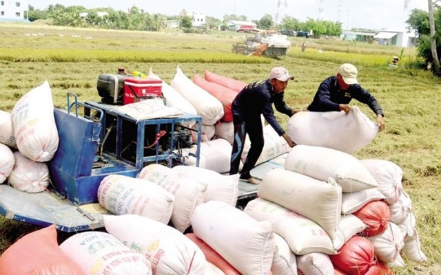 Thời cơ v&#224;ng cho xuất khẩu gạo  - Ảnh 1