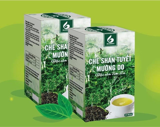 Sơn La: Huyện Ph&#249; Y&#234;n bảo tồn c&#226;y ch&#232; cổ thụ Mường Do gắn với x&#226;y dựng sản phẩm OCOP - Ảnh 1