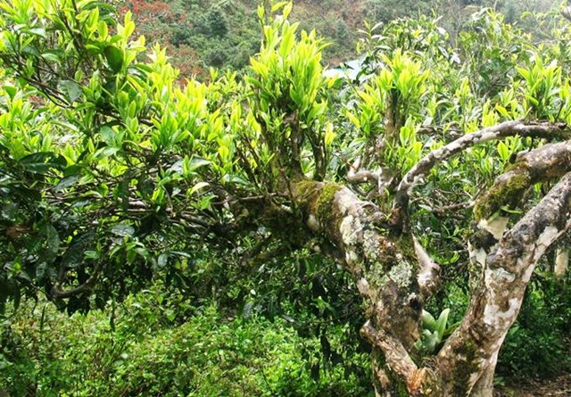 C&acirc;y ch&egrave; Shan tuyết cổ thụ n&uacute;i T&acirc;y C&ocirc;n Lĩnh