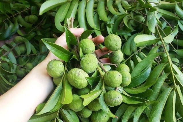 Quả sấu H&#224; Th&#224;nh - Ảnh 2