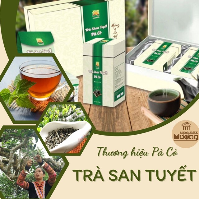 Kh&#225;m ph&#225; v&#249;ng tr&#224; Shan tuyết P&#224; C&#242; - Ảnh 1