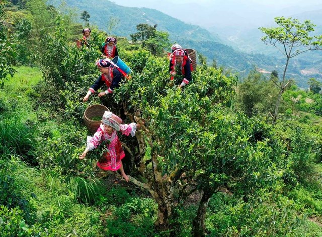 Tr&#224; Shan tuyết – “Kho b&#225;u” tr&#234;n đỉnh n&#250;i cao - Ảnh 1