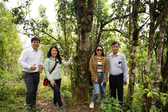 Đại diện Y&ecirc;u tr&agrave; Việt c&ugrave;ng b&agrave; Nguyễn Thị &Aacute;nh Hồng - Ph&oacute; chủ tịch Hiệp Hội Ch&egrave; Việt Nam (thứ hai từ tr&aacute;i sang) thăm đồi ch&egrave; Shan tuyết tại Lai Ch&acirc;u